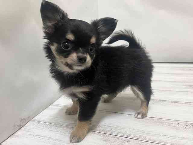 和歌山県のチワワ(ロング) (ひごペットフレンドリーパームシティ和歌山店/2025年10月7日生まれ/女の子/ブラッククリームホワイト)の子犬の2枚目の画像