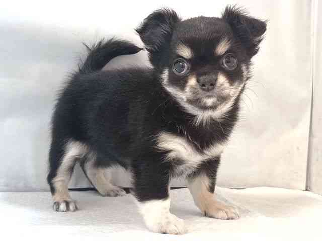 大阪府のチワワ(ロング) (ひごペットフレンドリー堺プラットプラット店/2025年10月7日生まれ/女の子/ブラッククリームホワイト)の子犬の2枚目の画像