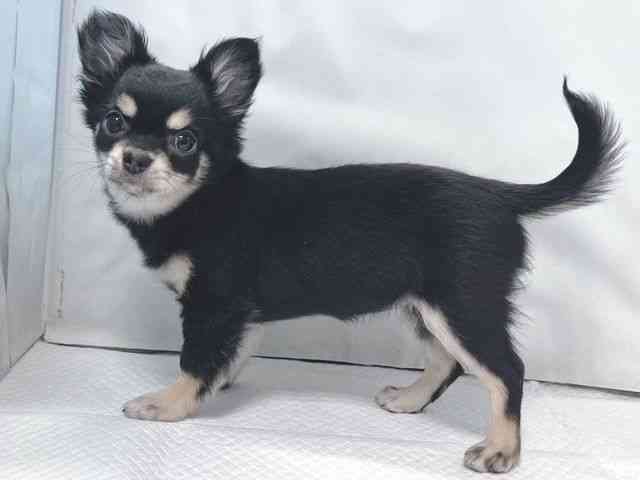 大阪府のチワワ(ロング) (ひごペットフレンドリー堺プラットプラット店/2025年10月7日生まれ/女の子/ブラッククリームホワイト)の子犬の2枚目の画像