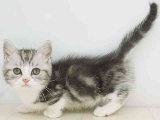 福岡県のマンチカン (ひごペットフレンドリーゆめタウン筑紫野店/2025年10月4日生まれ/男の子/シルバータビーホワイト)の子猫の2枚目の画像