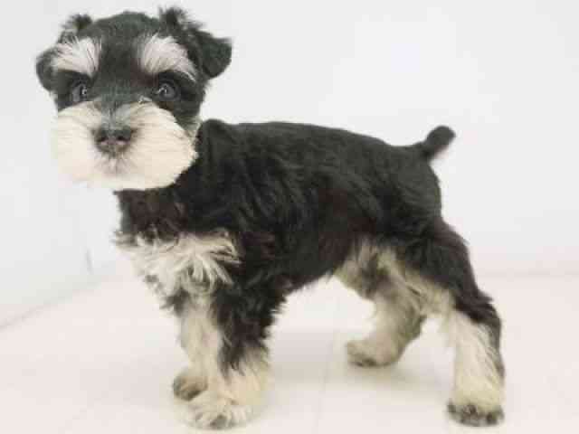 福岡県のミニチュアシュナウザー (ひごペットフレンドリーゆめタウン筑紫野店/2025年10月5日生まれ/女の子/ブラックシルバー)の子犬の2枚目の画像