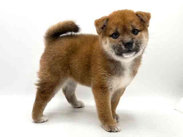 奈良県の柴犬(標準サイズ) (ひごペットフレンドリー田原本店/2025年10月4日生まれ/女の子/赤)の子犬の2枚目の画像