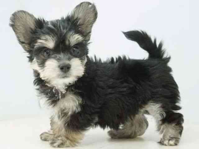 福岡県のマルキー/マルヨーキー(マルチーズ×ヨークシャーテリア) (ひごペットフレンドリーゆめタウン筑紫野店/2025年10月5日生まれ/女の子/ブラッククリーム)の子犬の2枚目の画像