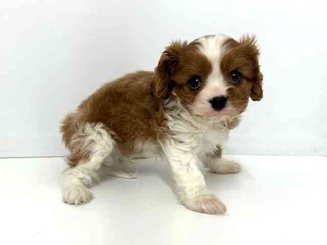 大阪府のキャバリアキングチャールズスパニエル (ひごペットフレンドリーベルファⅡ都島店/2025年10月6日生まれ/男の子/ブレンハイム)の子犬の2枚目の画像