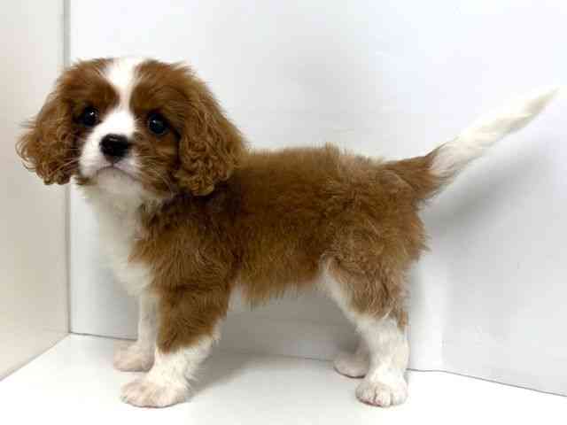 大阪府のキャバリアキングチャールズスパニエル (ひごペットフレンドリーベルファⅡ都島店/2025年10月6日生まれ/男の子/ブレンハイム)の子犬の2枚目の画像