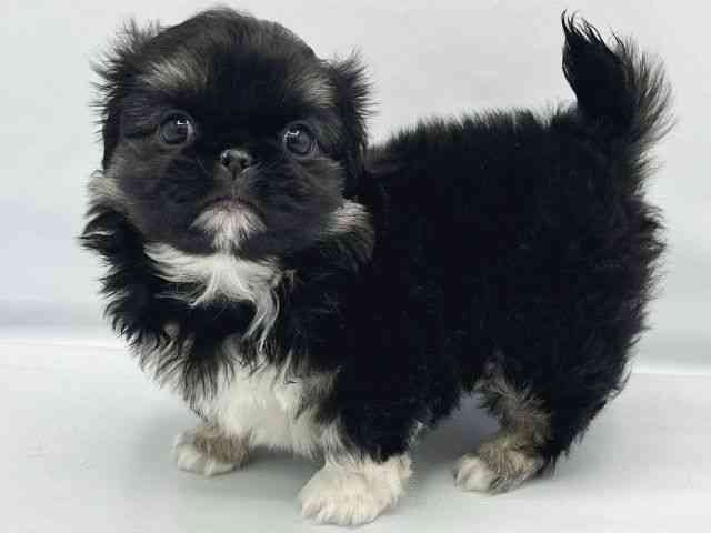 大阪府のペキニーズ (ひごペットフレンドリーイトーヨーカドー津久野店/2025年10月6日生まれ/男の子/ブラックタンホワイト)の子犬の2枚目の画像