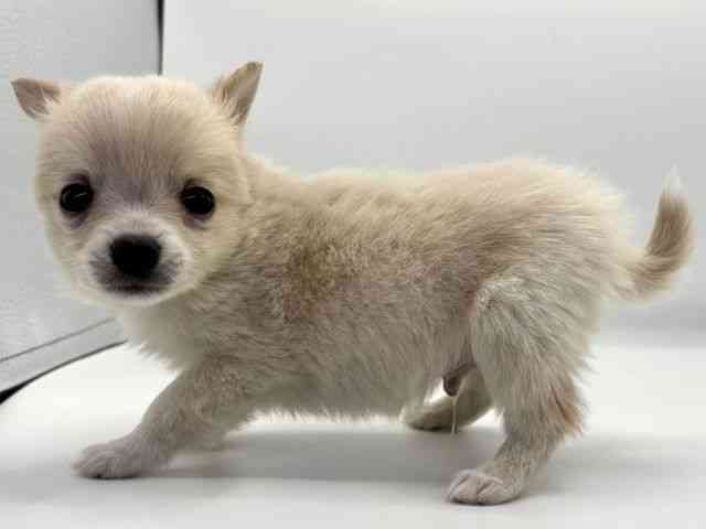 愛知県のハーフ犬・ミックス犬 (ひごペットフレンドリープライムツリー赤池店/2025年10月5日生まれ/男の子/クリーム)の子犬の2枚目の画像