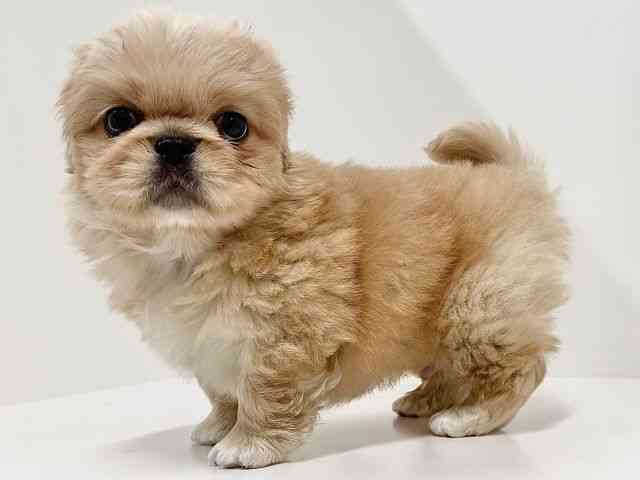 奈良県のペキニーズ (ひごペットフレンドリーイオンモール橿原ウエスト・ビレッジ店/2025年10月1日生まれ/男の子/クリームホワイト)の子犬の2枚目の画像