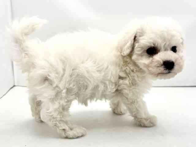 兵庫県のビションフリーゼ (ひごペットフレンドリークラウンパーク伊丹店/2025年10月5日生まれ/男の子/ホワイト)の子犬の2枚目の画像