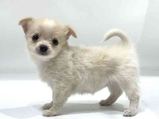 愛知県のハーフ犬・ミックス犬 (ひごペットフレンドリーヴィアモール アピタ江南西店/2025年10月5日生まれ/女の子/クリーム)の子犬の2枚目の画像