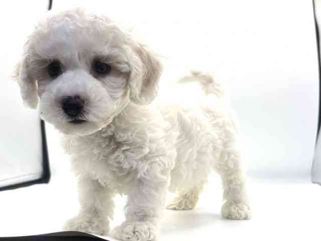 愛知県のビションフリーゼ (ひごペットフレンドリープライムツリー赤池店/2025年10月2日生まれ/男の子/ホワイト)の子犬の2枚目の画像