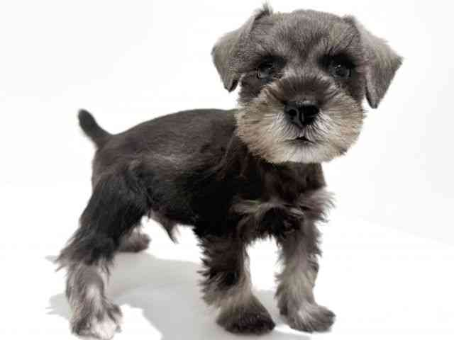 大阪府のミニチュアシュナウザー (ひごペットフレンドリーイオン高槻店/2025年9月30日生まれ/男の子/ソルトペッパー)の子犬の2枚目の画像