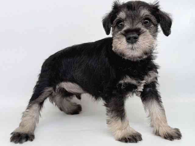 大阪府のミニチュアシュナウザー (ひごペットフレンドリー瓜破店/2025年10月5日生まれ/男の子/ソルトペッパー)の子犬の2枚目の画像