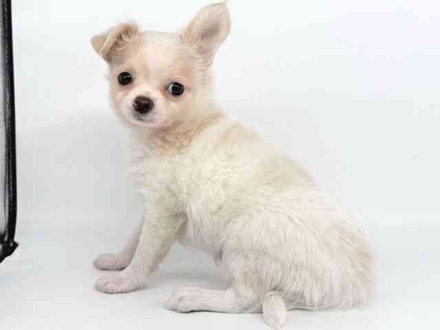 大阪府のチワワ(ロング) (ひごペットフレンドリー瓜破店/2025年10月5日生まれ/男の子/ホワイトクリーム)の子犬の2枚目の画像