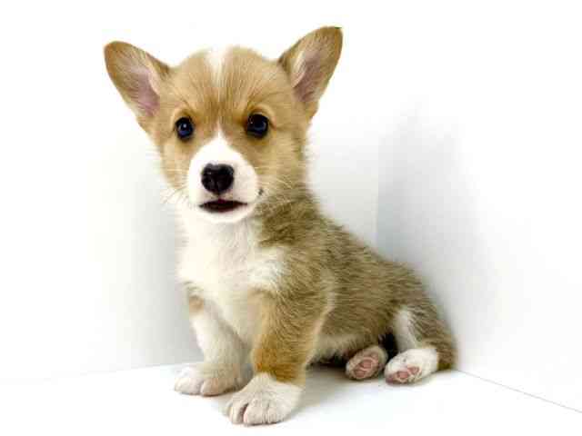 大阪府のウェルシュコーギーペンブローク (ひごペットフレンドリーいこらもーる泉佐野店/2025年10月1日生まれ/男の子/レッドホワイト)の子犬の2枚目の画像