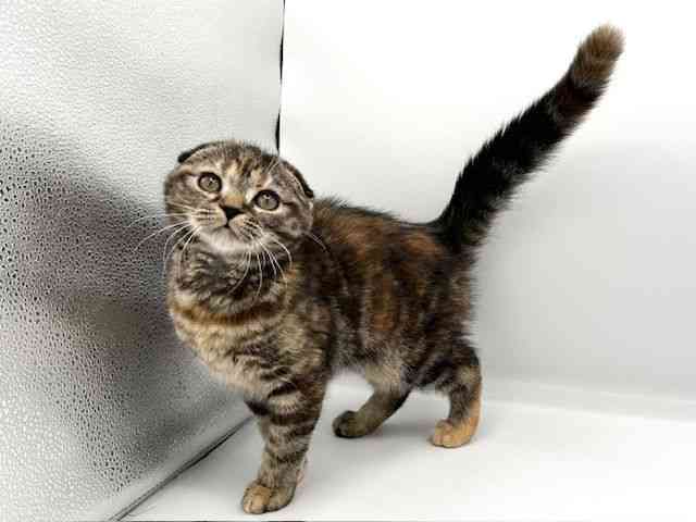 京都府のスコティッシュフォールド (ひごペットフレンドリーイオンモール高の原店/2025年10月6日生まれ/女の子/ブラウンパッチドタビー)の子猫の2枚目の画像