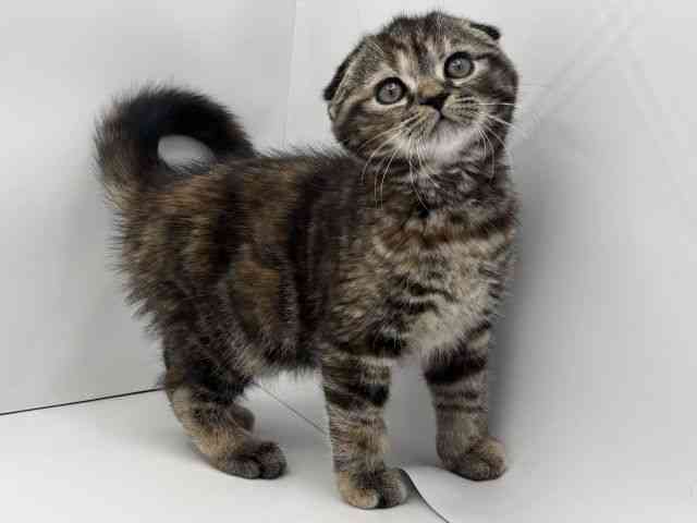 兵庫県のスコティッシュフォールド (ひごペットフレンドリークラウンパーク伊丹店/2025年10月6日生まれ/女の子/ブラウンパッチドタビー)の子猫の2枚目の画像