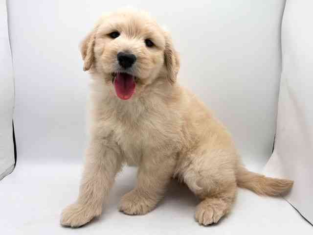 奈良県のゴールデンドゥードゥル(ゴールデン×プードル) (ひごペットフレンドリー田原本店/2025年10月2日生まれ/男の子/クリーム)の子犬の2枚目の画像