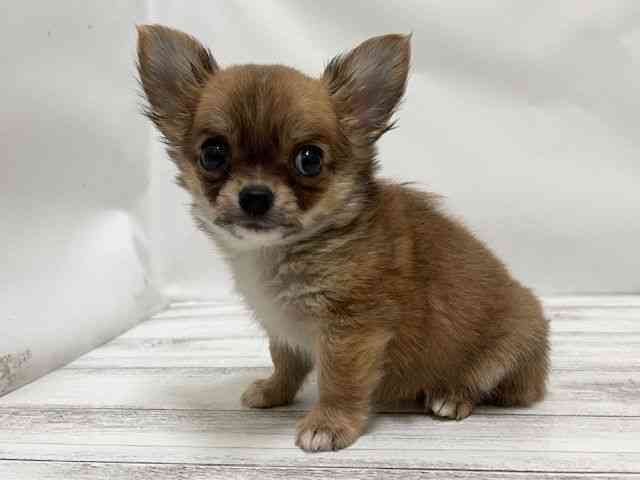 和歌山県のチワワ(ロング) (ひごペットフレンドリーパームシティ和歌山店/2025年10月4日生まれ/女の子/フォーン)の子犬の2枚目の画像