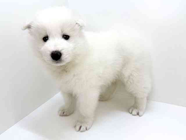 大阪府のサモエド (ひごペットフレンドリーいこらもーる泉佐野店/2025年10月6日生まれ/男の子/ホワイト)の子犬の2枚目の画像