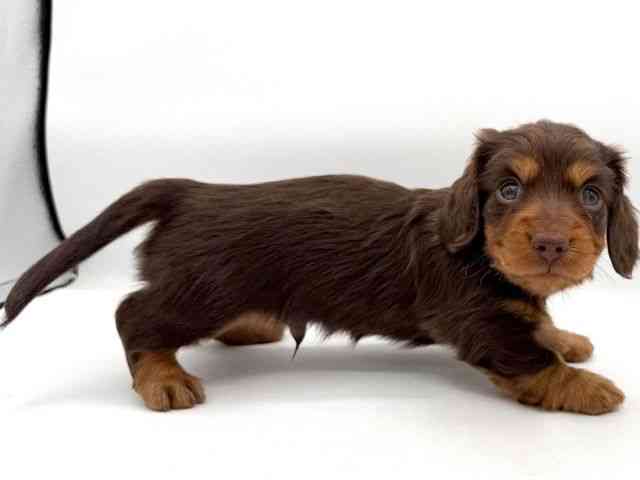 大阪府のカニンヘンダックスフンド(ロング) (ひごペットフレンドリーイオンそよら海老江店/2025年10月7日生まれ/男の子/チョコレートタン)の子犬の2枚目の画像