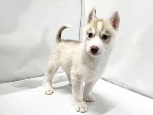 愛媛県のシベリアンハスキー (ひごペットフレンドリーイオンモール今治新都市店/2025年10月6日生まれ/女の子/レッドホワイト)の子犬の2枚目の画像
