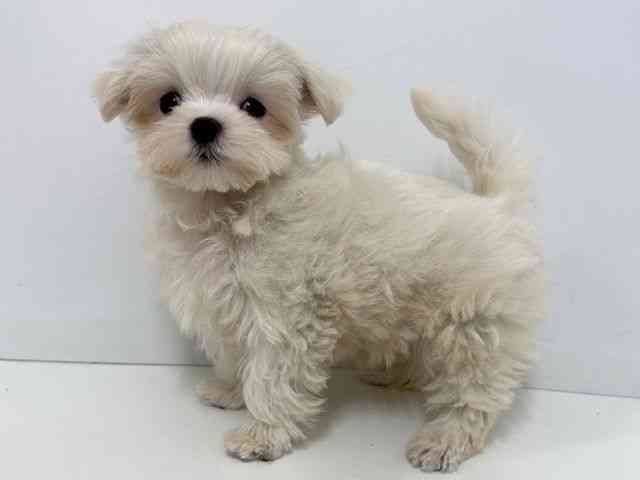 大阪府のマルチーズ (ひごペットフレンドリーベルファⅡ都島店/2025年10月7日生まれ/男の子/ホワイト)の子犬の2枚目の画像