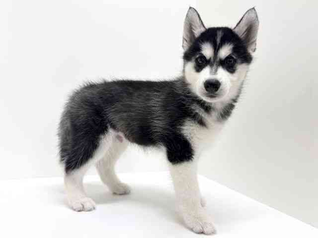 大阪府のシベリアンハスキー (ひごペットフレンドリーくずはモール店/2025年10月7日生まれ/男の子/ブラックホワイト)の子犬の2枚目の画像