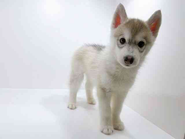 広島県のシベリアンハスキー (ひごペットフレンドリーフジグラン神辺店/2025年10月7日生まれ/男の子/シルバーホワイト)の子犬の2枚目の画像