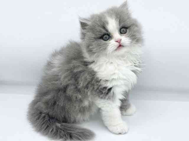 大阪府のブリティッシュロングヘアー (ひごペットフレンドリーららぽーとEXPOCITY店/2025年10月8日生まれ/女の子/ブルーホワイト)の子猫の2枚目の画像