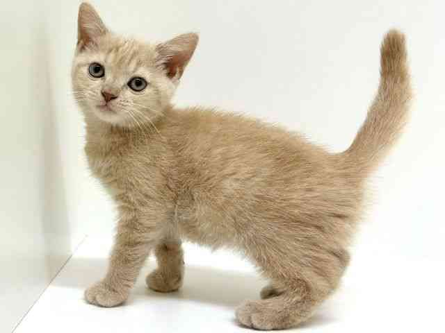 兵庫県のマンチカン (ひごペットフレンドリーブルメールHAT神戸店/2025年10月6日生まれ/男の子/クリーム)の子猫の2枚目の画像