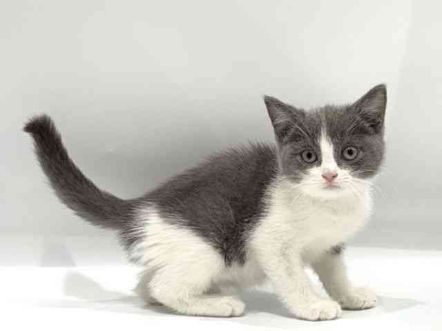 愛知県のマンチカン (ひごペットフレンドリーヴィアモール アピタ江南西店/2025年10月6日生まれ/女の子/ブルーホワイト)の子猫の2枚目の画像