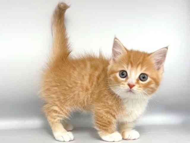 大阪府のミヌエット (ひごペットフレンドリー岸和田店/2025年10月7日生まれ/男の子/レッドタビーホワイト)の子猫の2枚目の画像