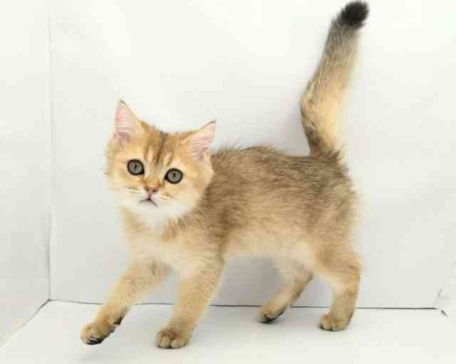 兵庫県のブリティッシュショートヘアー (ひごペットフレンドリークラウンパーク伊丹店/2025年10月8日生まれ/男の子/シェーデットゴールデン)の子猫の2枚目の画像