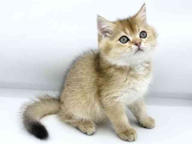 大阪府のブリティッシュショートヘアー (ひごペットフレンドリーららぽーとEXPOCITY店/2025年10月8日生まれ/男の子/シェーデットゴールデン)の子猫の2枚目の画像