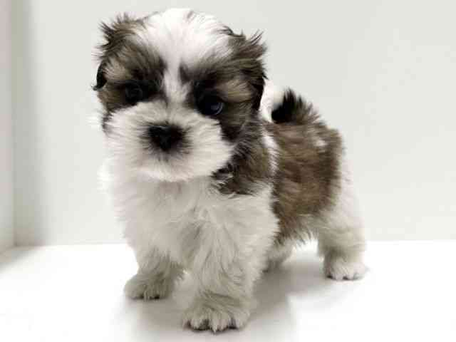 愛知県のシーズー (ひごペットフレンドリーららぽーと名古屋みなとアクルス店/2025年10月5日生まれ/女の子/ゴールドホワイト)の子犬の2枚目の画像