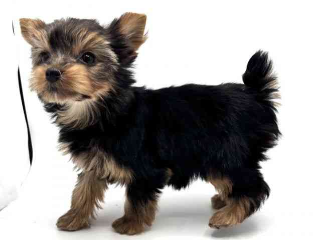 大阪府のヨークシャーテリア (ひごペットフレンドリーみのおキューズモール店/2025年10月5日生まれ/女の子/スチールブルータン)の子犬の2枚目の画像