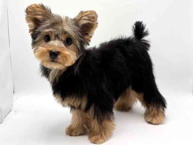 大阪府のヨークシャーテリア (ひごペットフレンドリーみのおキューズモール店/2025年10月5日生まれ/女の子/スチールブルータン)の子犬の2枚目の画像