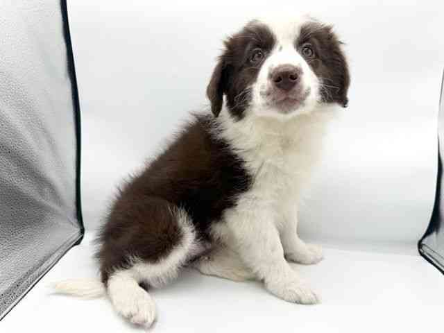 大阪府のボーダーコリー (ひごペットフレンドリーららぽーとEXPOCITY店/2025年10月2日生まれ/女の子/チョコレートホワイト)の子犬の2枚目の画像