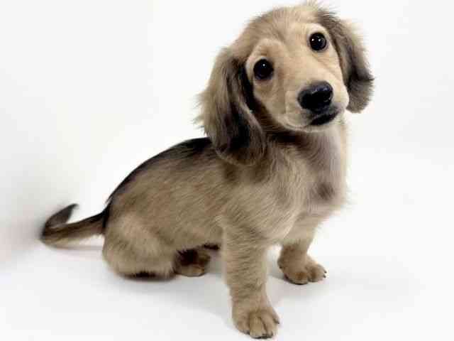 京都府のミニチュアダックスフンド(ロング) (ひごペットフレンドリーイズミヤショッピングセンター八幡店/2025年10月7日生まれ/女の子/シェーデットイエロー)の子犬の2枚目の画像