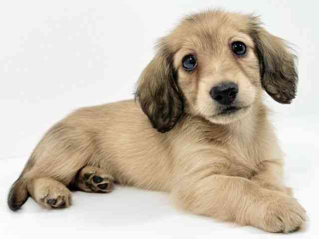 京都府のミニチュアダックスフンド(ロング) (ひごペットフレンドリーイズミヤショッピングセンター八幡店/2025年10月7日生まれ/女の子/シェーデットイエロー)の子犬の2枚目の画像