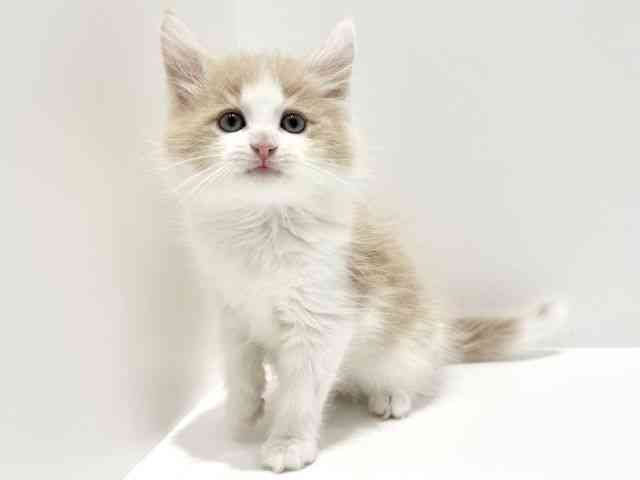 大阪府のノルウェージャンフォレストキャット (ひごペットフレンドリーイオン高槻店/2025年9月29日生まれ/男の子/クリームタビーホワイト)の子猫の2枚目の画像