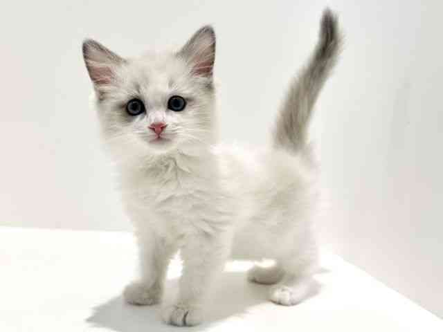 大阪府のラグドール (ひごペットフレンドリーイオン高槻店/2025年10月1日生まれ/女の子/ブルーポイントバイカラー)の子猫の2枚目の画像