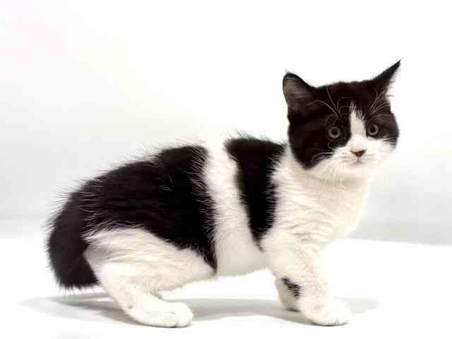 愛知県のスコティッシュフォールド (ひごペットフレンドリーヴィアモール アピタ江南西店/2025年10月7日生まれ/男の子/ブラックホワイト)の子猫の2枚目の画像