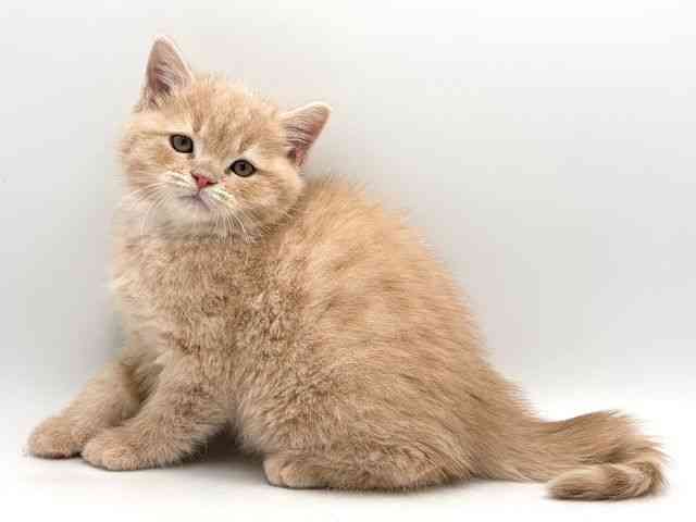 奈良県のスコティッシュフォールド (ひごペットフレンドリー田原本店/2025年10月8日生まれ/男の子/クリームタビー)の子猫の2枚目の画像