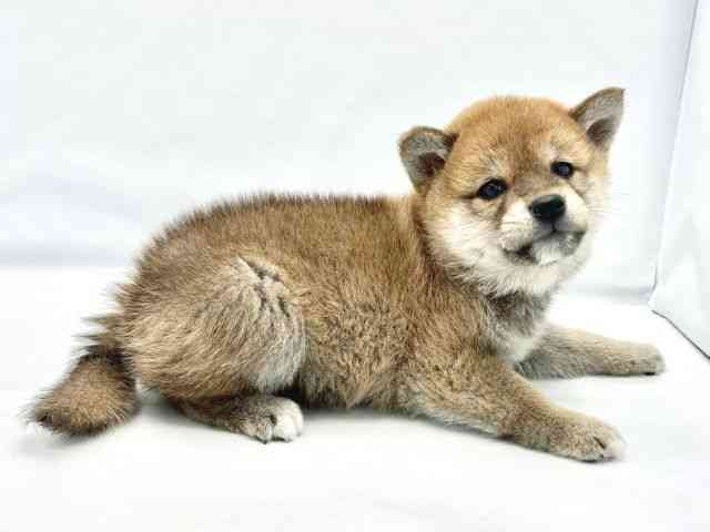 大阪府の柴犬(標準サイズ) (ひごペットフレンドリーイトーヨーカドー津久野店/2025年10月8日生まれ/男の子/赤)の子犬の2枚目の画像