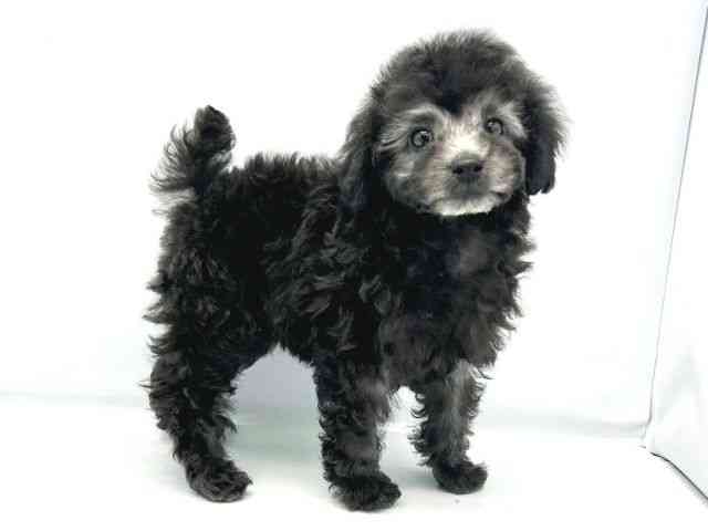 大阪府のトイプードル(トイ) (ひごペットフレンドリーイトーヨーカドー津久野店/2025年10月6日生まれ/男の子/グレー)の子犬の2枚目の画像