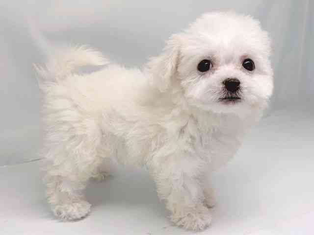 京都府のビションフリーゼ (ひごペットフレンドリー洛北阪急スクエア店/2025年10月5日生まれ/女の子/ホワイト)の子犬の2枚目の画像