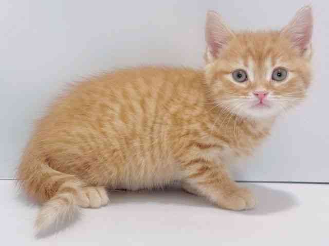 大阪府のマンチカン (ひごペットフレンドリーイズミヤショッピングセンター千里丘店/2025年10月9日生まれ/男の子/レッドタビー)の子猫の2枚目の画像