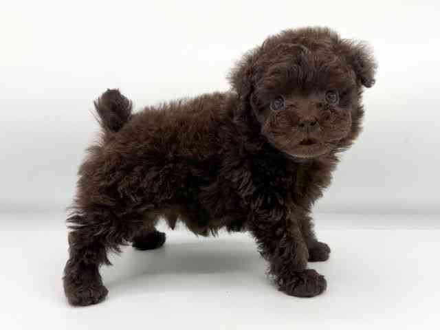 大阪府のトイプードル(トイ) (ひごペットフレンドリーららぽーとEXPOCITY店/2025年10月9日生まれ/男の子/ブラウン)の子犬の2枚目の画像